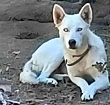 Photo of Luna