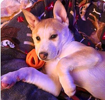 Photo of Nova