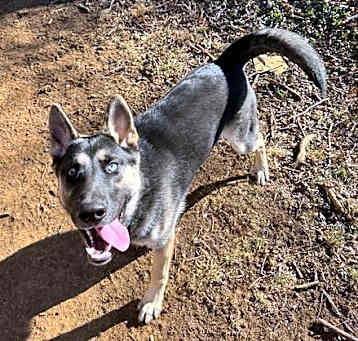Photo of Bluey 6825