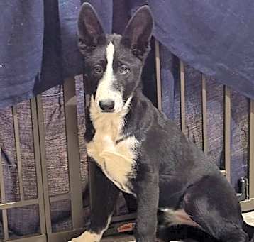 Photo of Annie 6881