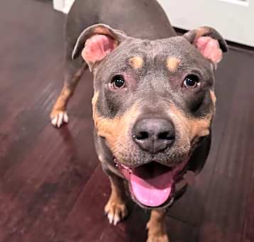 Photo of Bella