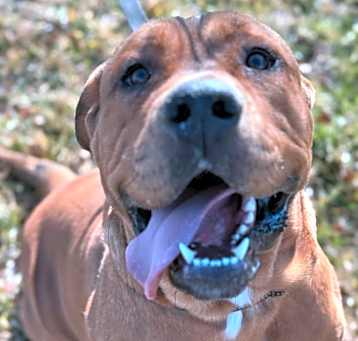 Photo of Jango
