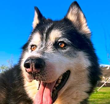Photo of Bruce