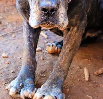 Photo of Spock