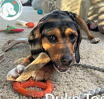Photo of DUKE TOO