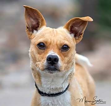 Photo of Cinco ***Bonded with Russell**