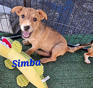 Photo of Simba