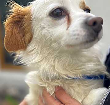Photo of Cooper