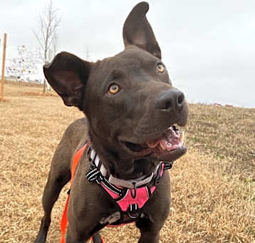 Photo of Hudson