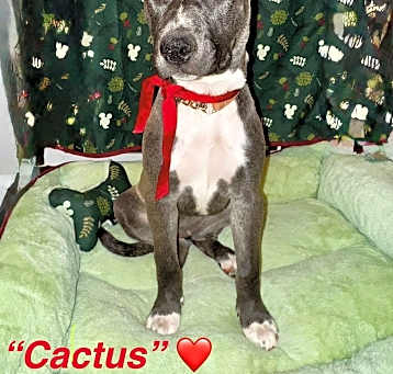 Photo of Cactus
