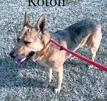 Photo of Koton/Atlas
