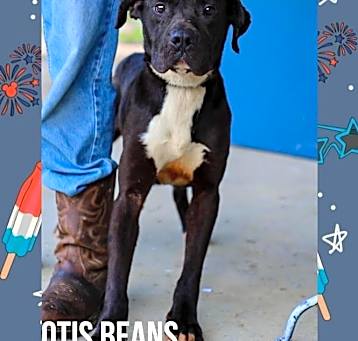 Photo of Otis beans
