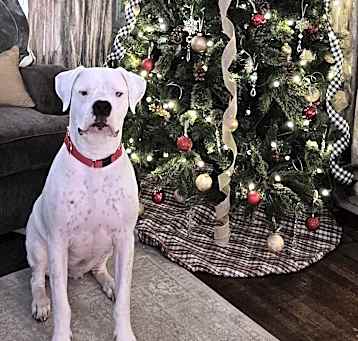 Photo of Maximus