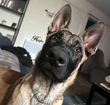 Photo of Koda