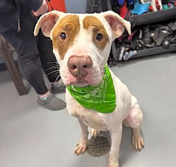 Photo of Spot