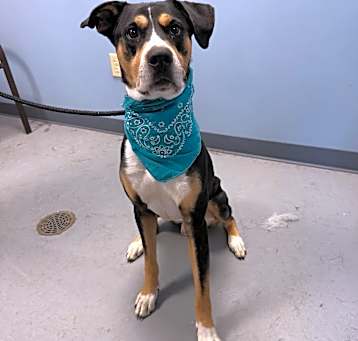 Photo of Odie