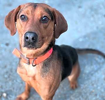 Photo of Roscoe