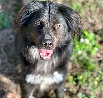 Photo of Hans (Handsome) (Cocoa)