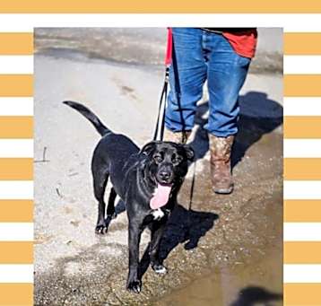 Photo of Shadow