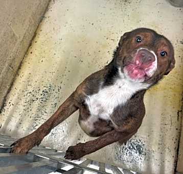 Photo of Whisky