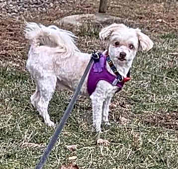 Photo of Pepper Jack