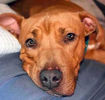 Photo of Queso