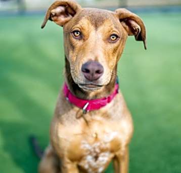Photo of Poppyseed