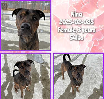 Photo of 2025-02-085 *Nina*