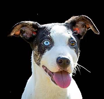 Photo of Wilder