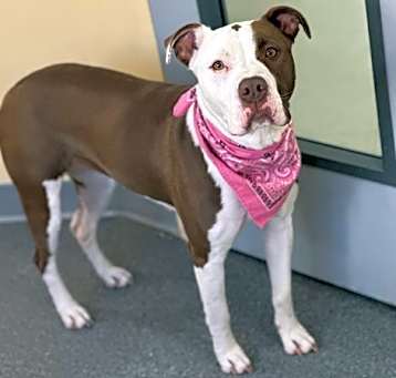 Photo of Adora
