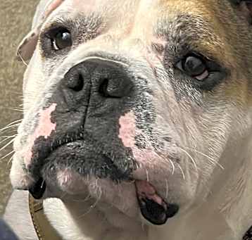 Photo of Bubba aka Big Boy