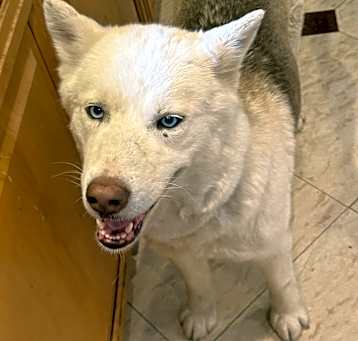 Photo of Layla