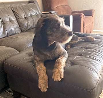 Photo of Maple