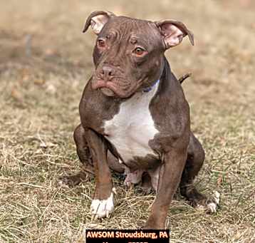 Photo of Razzle