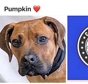 Photo of PUMPKIN