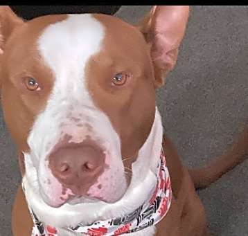Photo of Bandit