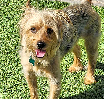 Photo of Chico