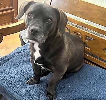 Photo of Midge