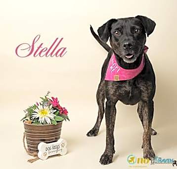 Photo of Stella