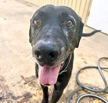 Photo of Rex