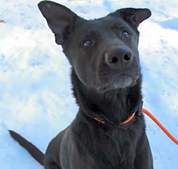 Photo of Oso