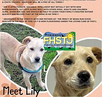 Photo of Lily