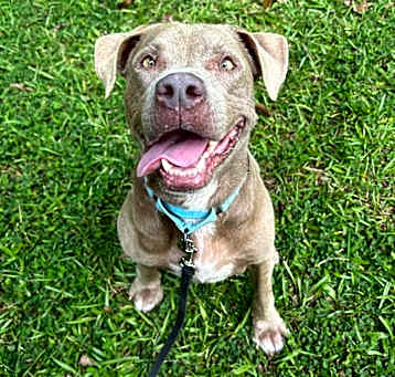 Photo of Snickerdoodle
