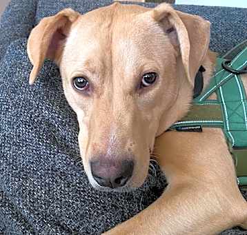Photo of Stella