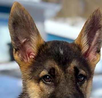 Photo of OBI