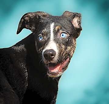 Photo of Waldo