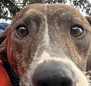 Photo of Rufus