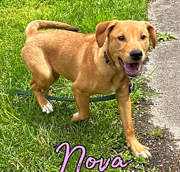 Photo of Nova