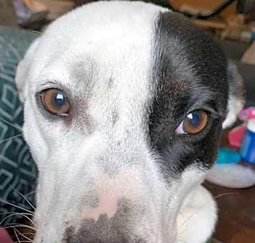 Photo of Patches