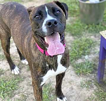 Photo of 2501-0724 Coco